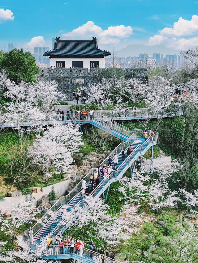 Heavenly Blossoms in Nanjing—Skip Jiming Temple This Year!