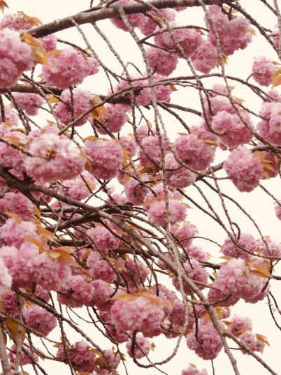 Double Cherry Blossoms at Busan Democracy Park