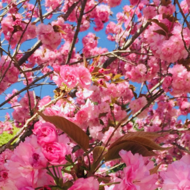 Fluffy Double Cherry Blossoms of Munsusa Temple
