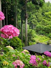 【千葉】1万株以上の紫陽花 メディアにもとりあげられる大人気紫陽花スポット！