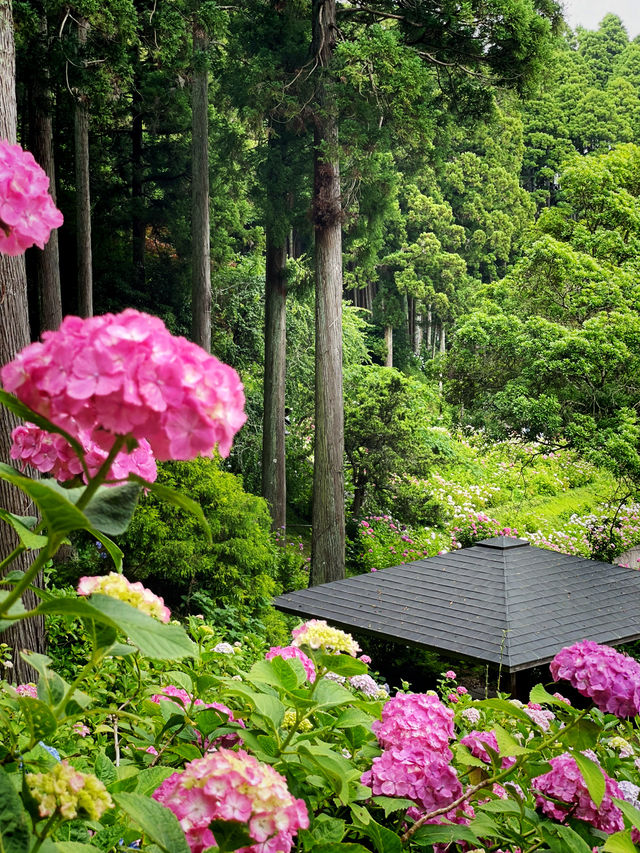 【千葉】1万株以上の紫陽花 メディアにもとりあげられる大人気紫陽花スポット！