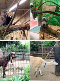 【静岡🌳伊豆】大人も子供も楽しい動物園😊ぬいぐるみ達と一緒に食べれるレストランも