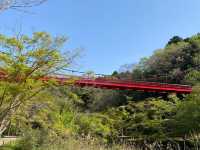 “Whispers of Spring: Cherry Blossoms in Full Glory at Izumi Nature Park”