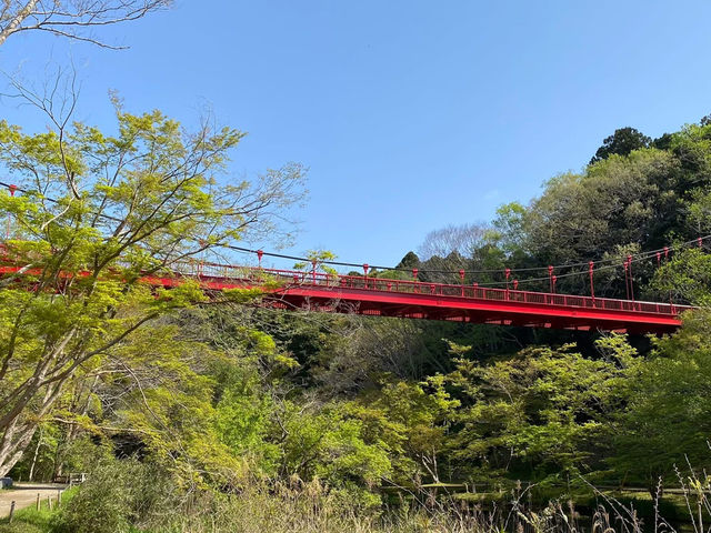 “Whispers of Spring: Cherry Blossoms in Full Glory at Izumi Nature Park”