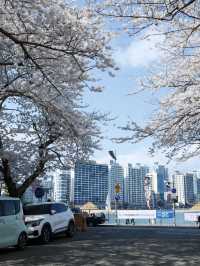 Come to Korea for an Affordable Cherry Blossom Experience