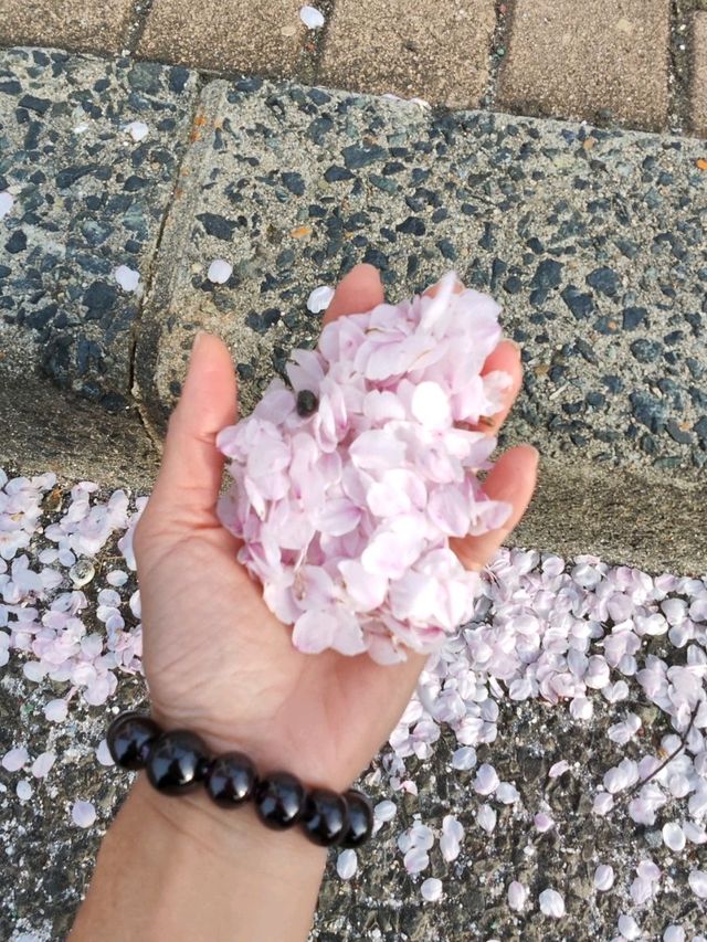 來日本 選對季節 處處是櫻花