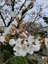#古都的樱花之韵 #日本京都