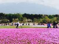 Fuji Shibazakura