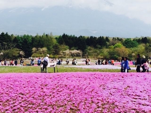 Fuji Shibazakura