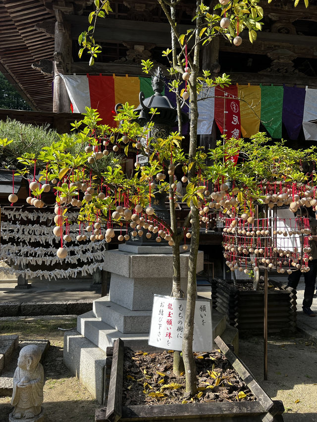 「なんで誰も教えてくれなかったの…？」岡寺に立った瞬間、思わずそんな言葉がこぼれた🇯🇵✈️🌏 