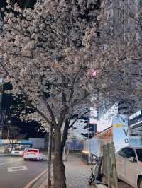 Why Busan is the Ultimate Spring Escape - Cherry Blossoms, Street Eats & Seaside Views