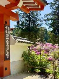 京都 ❤︎ ピンク🩷紫💜白🤍のカラフルな花園 