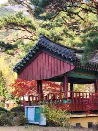 출렁다리 사진스팟과 오래된 은행나무가 유명한 반야암