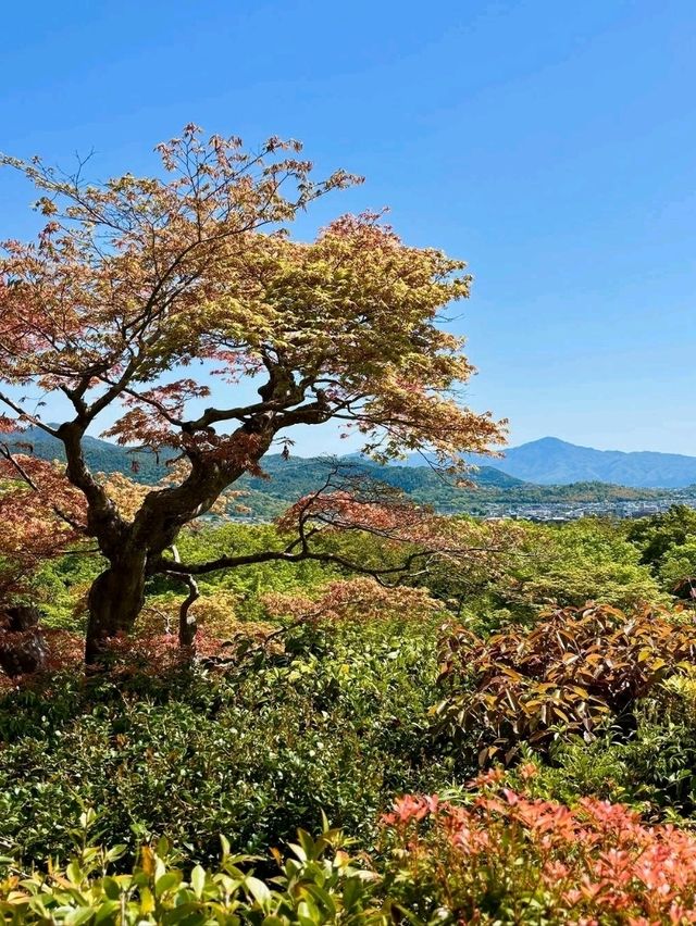 A Hidden Gem in Arashiyama