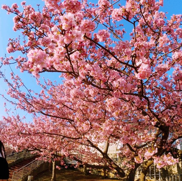 Matsuda Cherry Blossom Festival: Spring’s Early Arrival