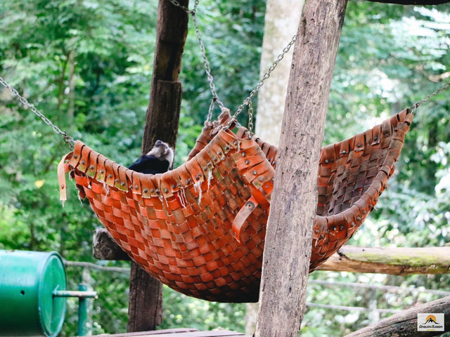 Tat Kuang Si Bear Rescue Centre