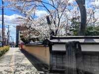 漫步在石鳥居與紅神橋的春櫻時光---仙台東照宮