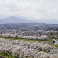 日本賞櫻天花板-白石川堤一目千本櫻