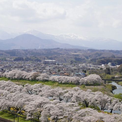 日本賞櫻天花板-白石川堤一目千本櫻