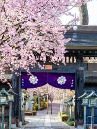 🌸 Saitama's Cherry Blossom Snow — A Different Charm on a Rainy Day