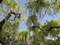 My Ashikaga Seasonal May 2025 Wisteria Story 