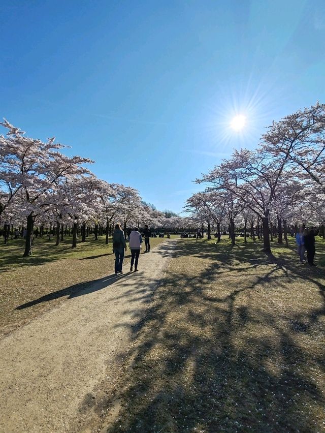 Fun Under The Cherry Blossom at Bloesempark