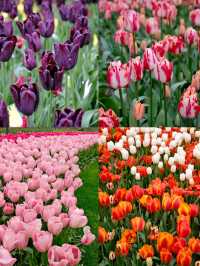 Spring in the Netherlands | A Palette of Artists and Nature 🌷🎨