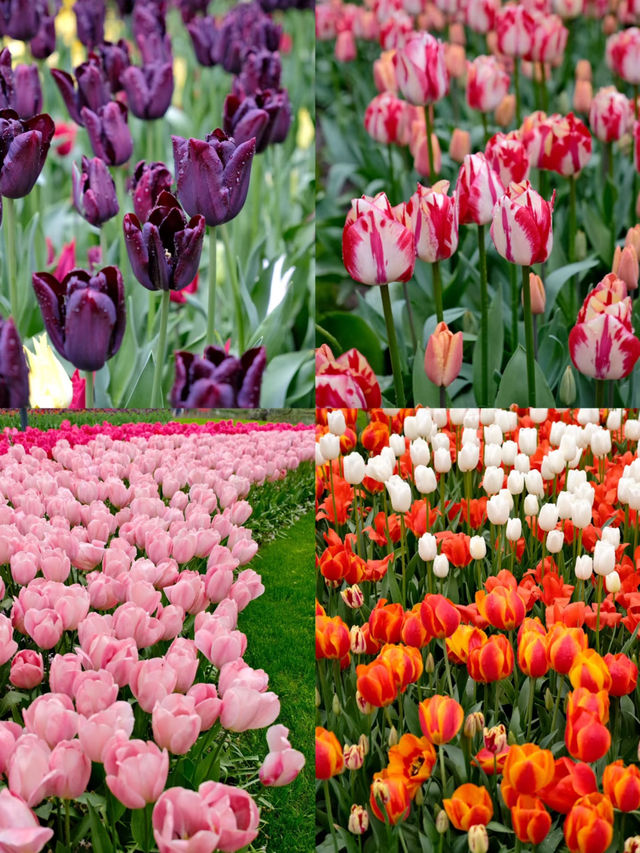 Spring in the Netherlands | A Palette of Artists and Nature 🌷🎨