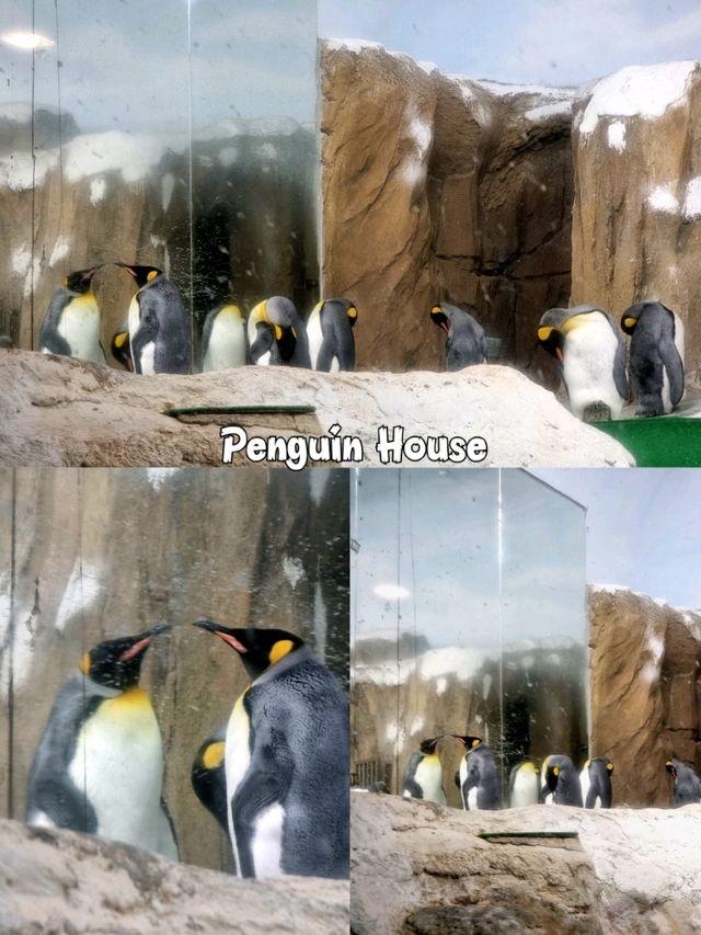 Taipei Zoo 🦓🦒🦚🦡🦘🦛🦙