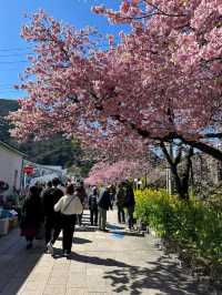 Kawazu Cherry Blossom Festival: Early Spring Magic