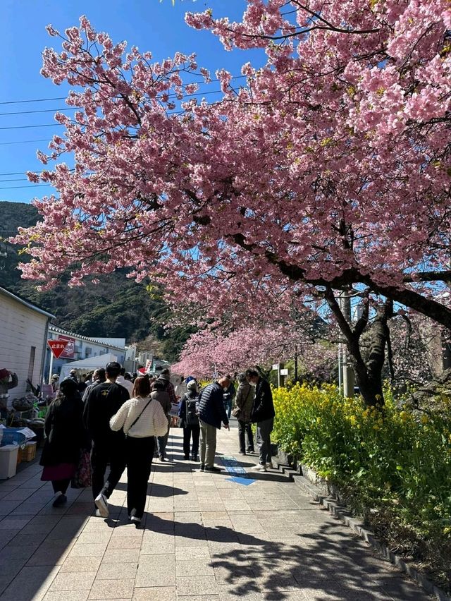 Kawazu Cherry Blossom Festival: Early Spring Magic