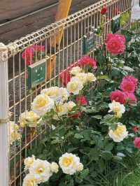🌹 Otsuka Rose Festival – A Blooming Delight You Can’t Miss! 🌹