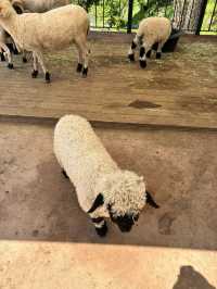 アルパカワールド！動物と触れ合える！