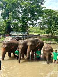 🇹🇭泰國清邁Kerchor 大象保護公園🐘✨不強迫大象的友善環境