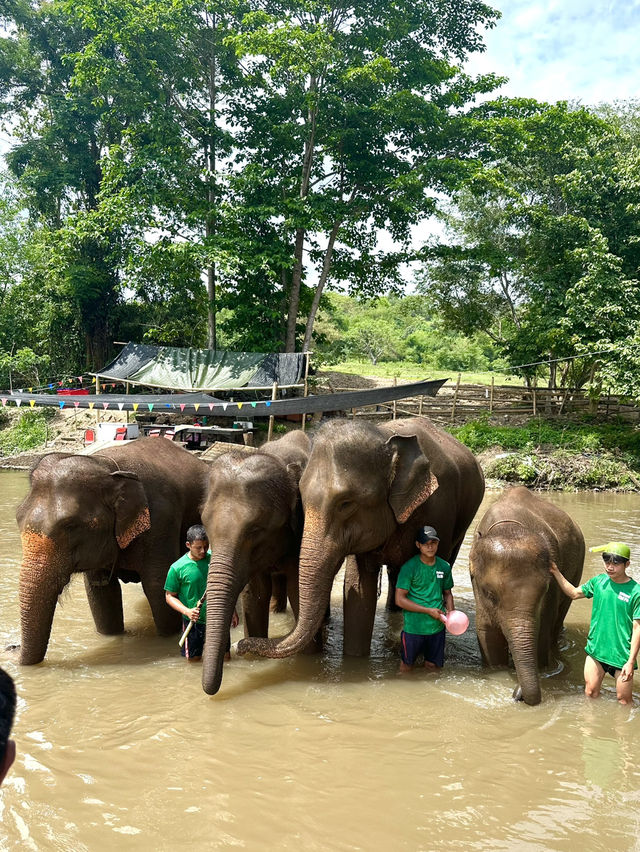 🇹🇭泰國清邁Kerchor 大象保護公園🐘✨不強迫大象的友善環境