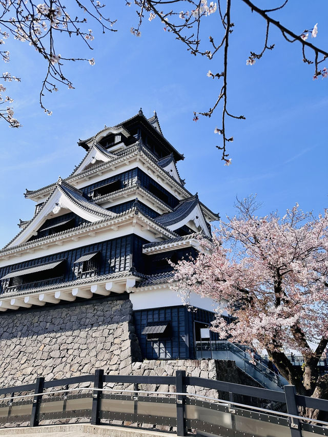 Fortress in Bloom: Sakura Serenity at Kumamoto Castle 