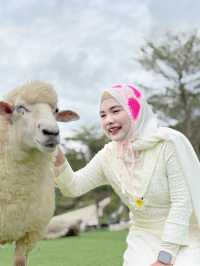 ฟาร์มแกะ ทุ่งสง  - นครศรีธรรมราช 🐑
