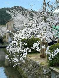 Philosopher’s Path: A Serene Walk Through Kyoto’s Heart