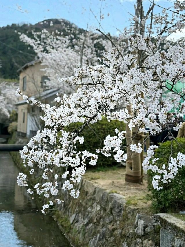 Philosopher’s Path: A Serene Walk Through Kyoto’s Heart