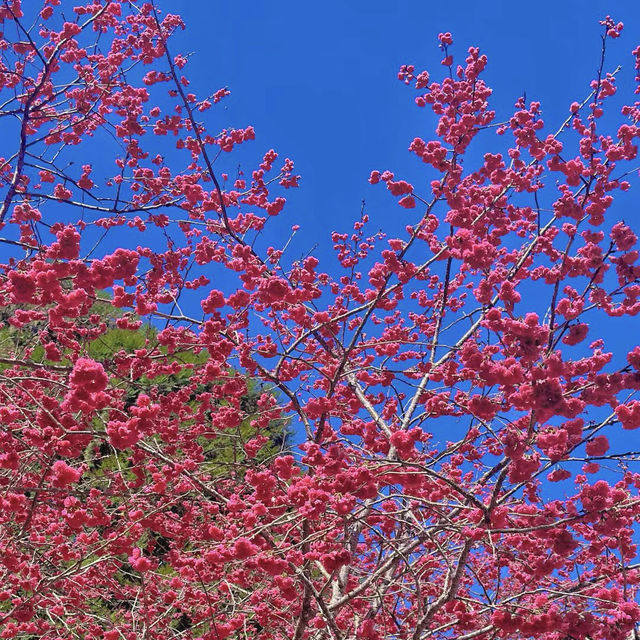 🌸南投九族櫻花季：高山櫻花×原民文化×纜車景觀一次滿足！