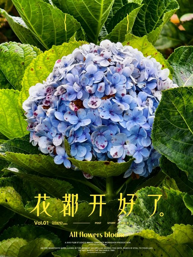 泰北小眾花園梯田拍攝地