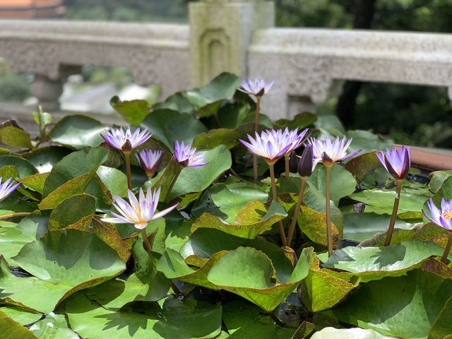 大嶼山天壇大佛