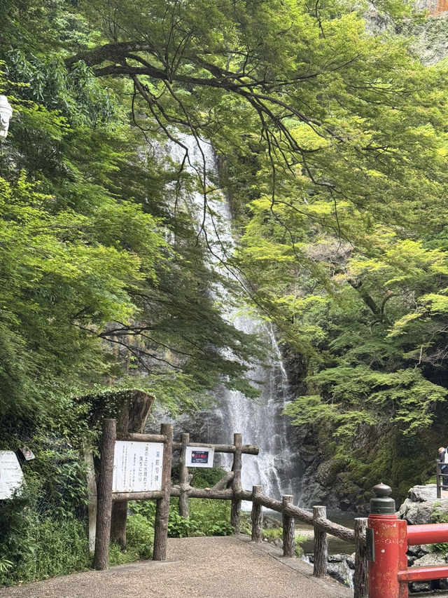 A Peaceful Escape to Minoh park.