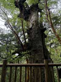 【屋久島】パワーを頂く旅