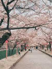 Petal Reflections in Omura’s Spring Symphony
