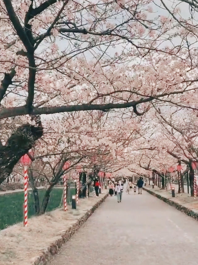 Petal Reflections in Omura’s Spring Symphony