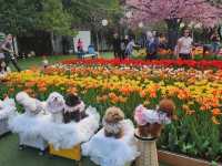 You Won’t Believe This Is in Hong Kong: A Stunning Tulip Garden at Lake Egret Nature Park