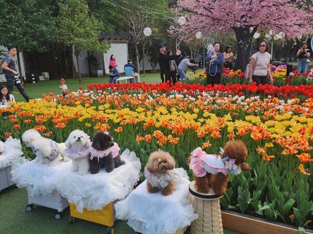 You Won’t Believe This Is in Hong Kong: A Stunning Tulip Garden at Lake Egret Nature Park