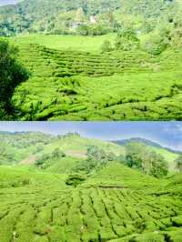 Sip History on a Hillside: Discover Malaysia’s Iconic BOH Tea Plantation