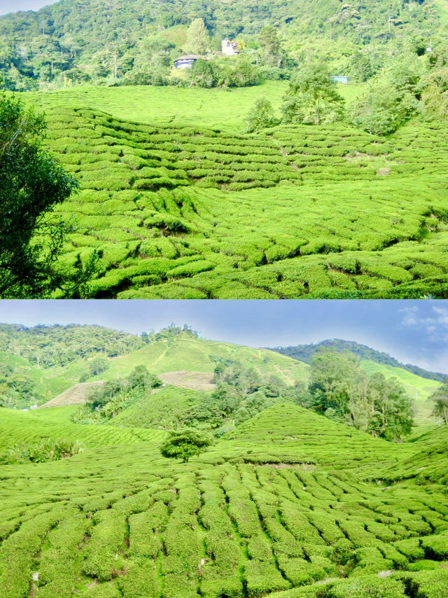 Sip History on a Hillside: Discover Malaysia’s Iconic BOH Tea Plantation